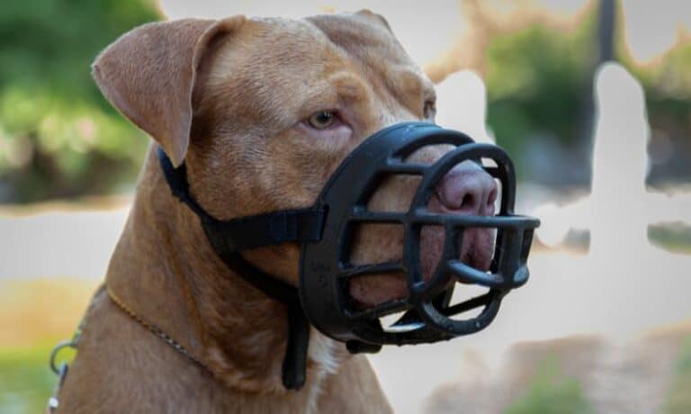 dog wearing a black basket muzzle | Muzzle Conditioning and Your Rescue Dog