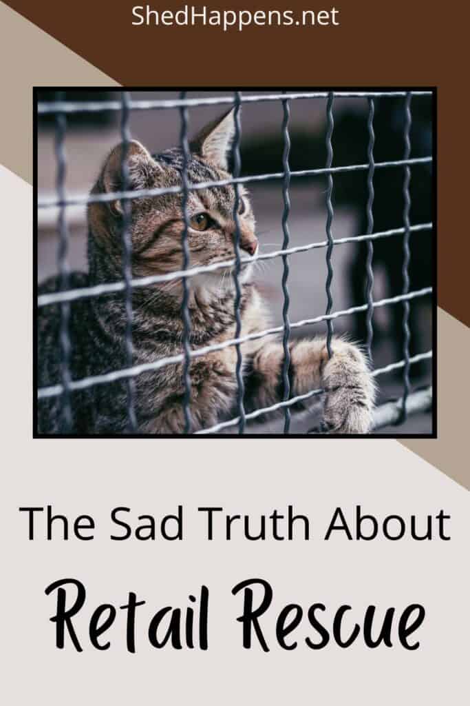 cat looking out a cage door pin | What Is a Retail Rescue?