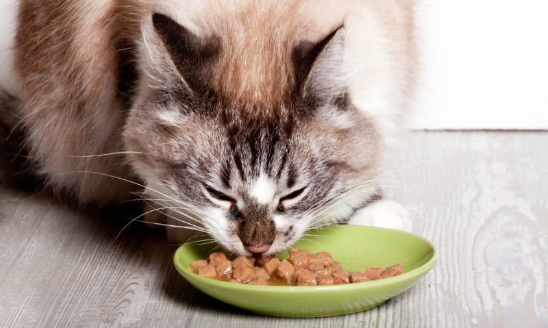 cat eating wet food off small plate | Shopping for Pet Food with Confidence