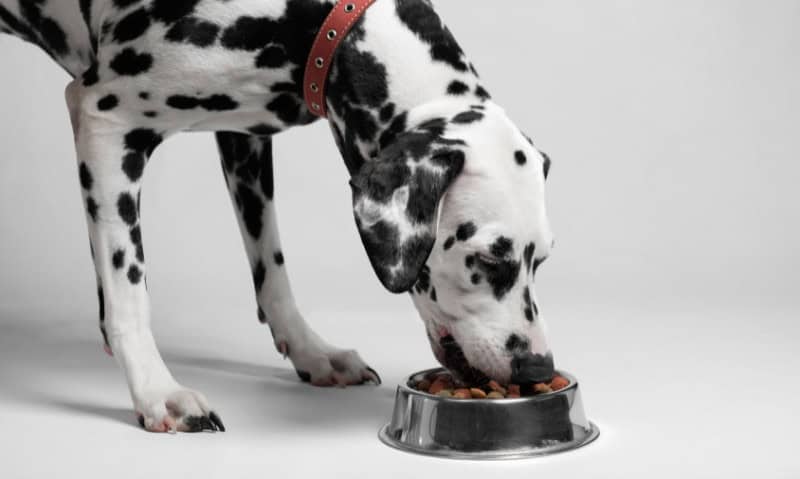 dalmation eating kibble out of food bowl | Shopping for Pet Food with Confidence