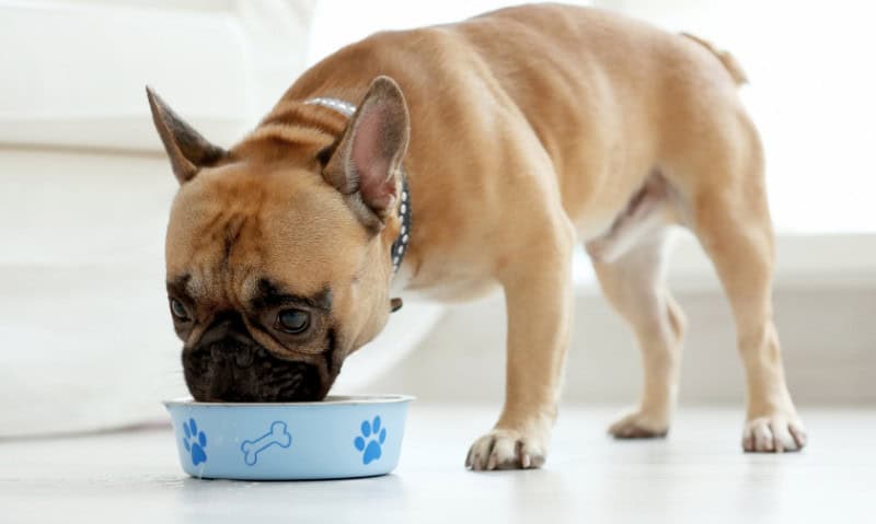 dog eating out of blue food bowl | Shopping for Pet Food with Confidence