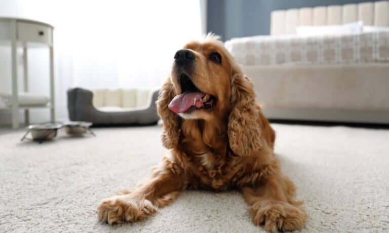 dog lying on the floor in a hotel room | 5 Questions to Ask Pet-Friendly Hotels