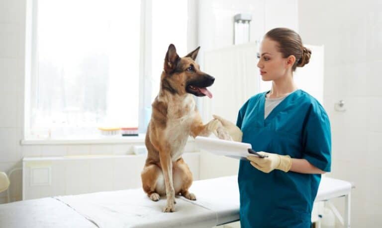 female vet holding an exam form an a dogs paw | How to Get Emergency Help with Veterinary Bills