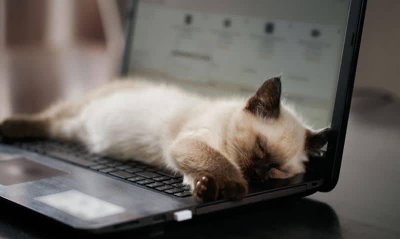 kitten lying on a laptop keyboard | Find Your Perfect Match with These 12 Pet Adoption Websites