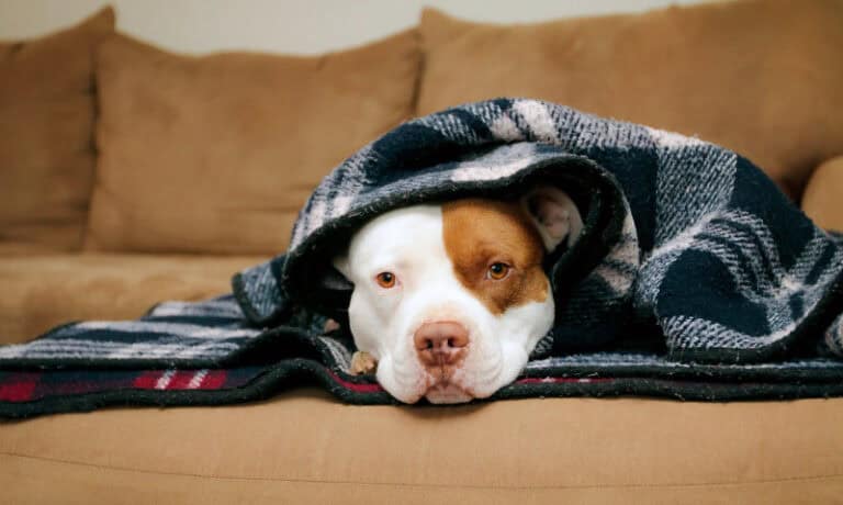 pitbull on a couch snuggled under blankets | How to Create a Stress-Free Sanctuary for Your Anxious Rescue Pet