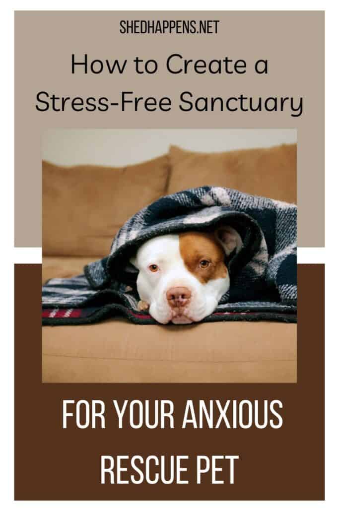pitbull on a couch snuggled under blankets pin | How to Create a Stress-Free Sanctuary for Your Anxious Rescue Pet