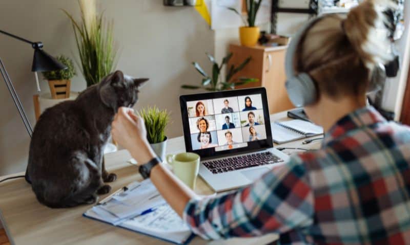 woman on a zoom call reaching out to pet a cat on the desk beside her | 5 Tips to Help You Work from Home with Cats