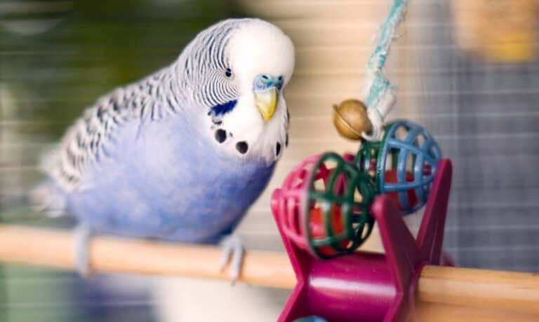 blue budgie with toys | 8 Quiet Pet Birds for Apartments and Small Spaces