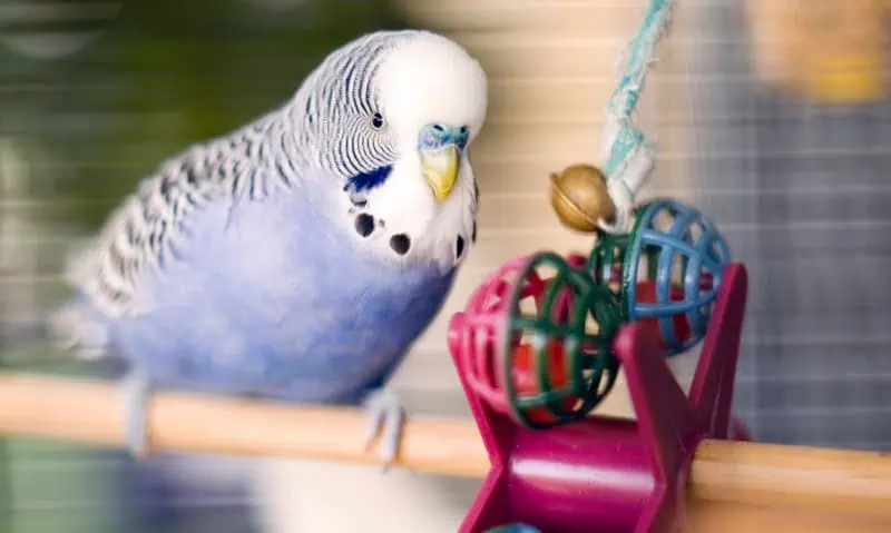 blue budgie with toys | 8 Quiet Pet Birds for Apartments and Small Spaces