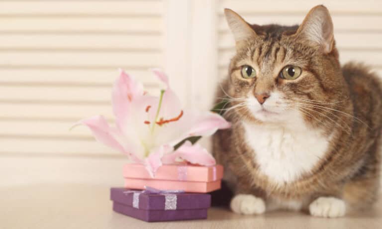 cat lying next to two wrapped gifts and a flower | Last-Minute Mother’s Day Gifts for Pet Moms