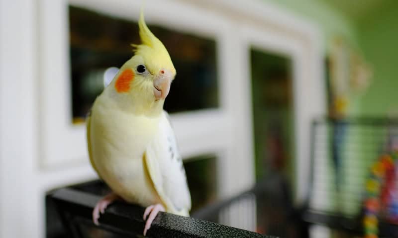 cockatiel sitting on the edge of a bird cage | 8 Quiet Pet Birds for Apartments and Small Spaces