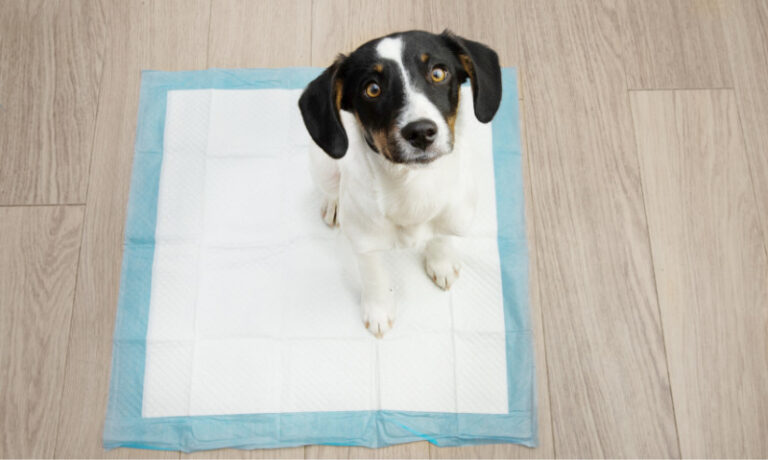 puppy sitting on a pee pad | Here’s Everything To Know About Potty Training Your Puppy