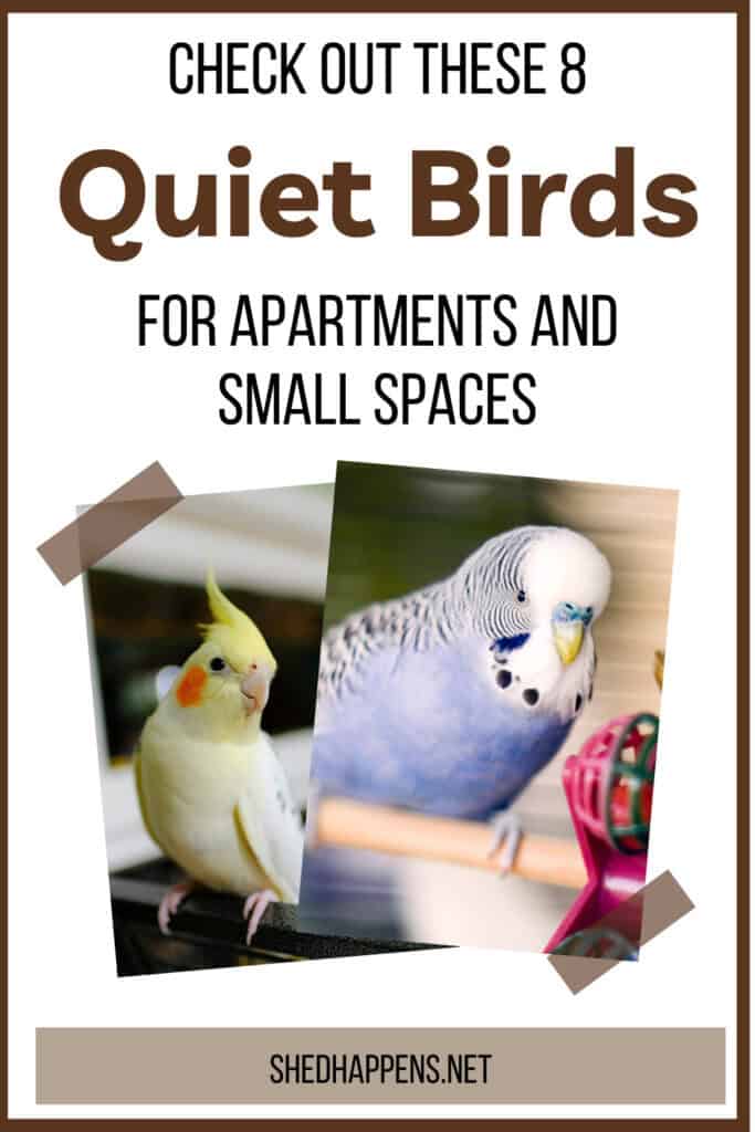 quiet birds for apartments and small spaces | 8 Quiet Pet Birds for Apartments and Small Spaces