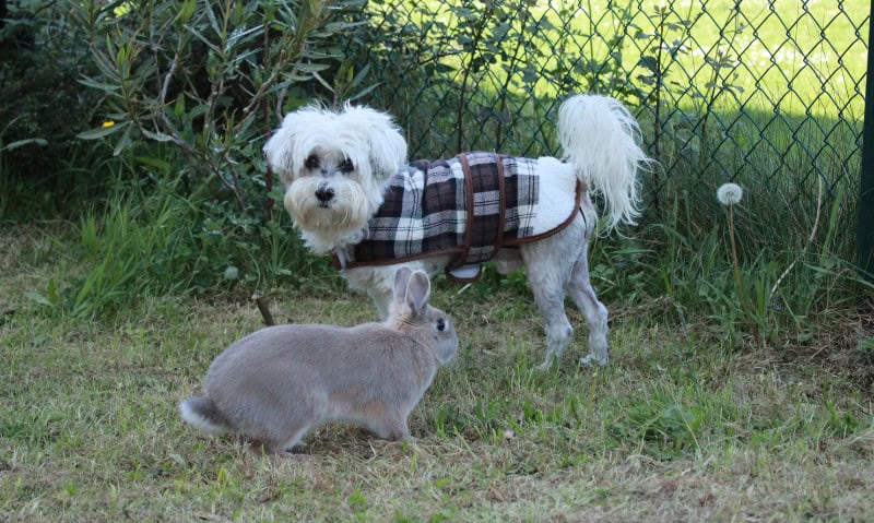 small white dog standing next to a rabbit outside | How to Introduce A Rabbit to Your Dog