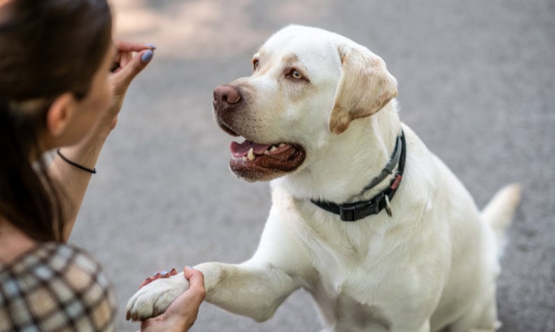woman giving a dog a treat | Easy Homemade Dehydrated Dog Treats (and Cat Treats)