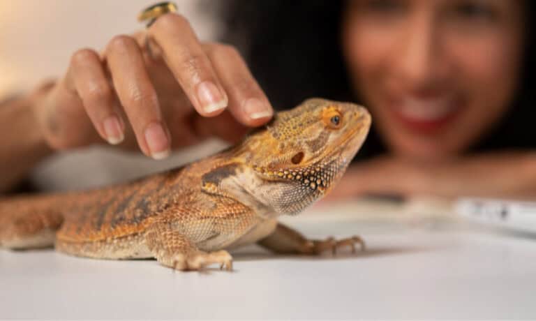 woman petting a bearded dragon | Reptile Adoption: Where to Find Rescue Reptiles