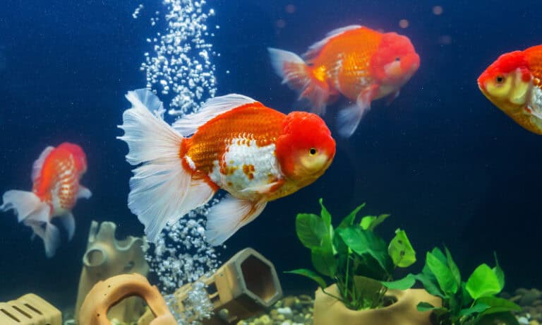 several goldfish in an aquarium | Different Types of Aquarium Filtration Systems and Their Uses