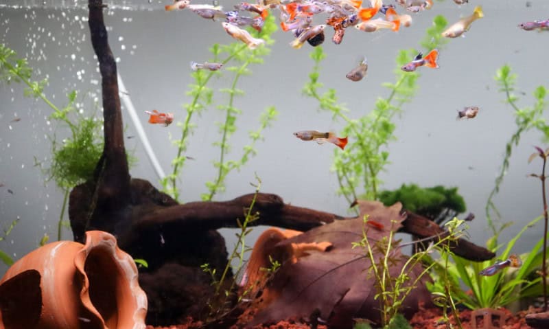 several small orange fish in an aquarium | Different Types of Aquarium Filtration Systems and Their Uses