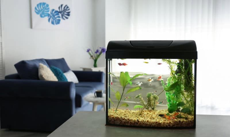 small fish tank sitting on a table | Different Types of Aquarium Filtration Systems and Their Uses
