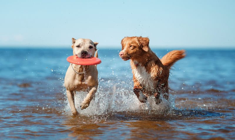 two dogs playing with a frisbee at the lake | The Risks of Water Intoxication in Dogs