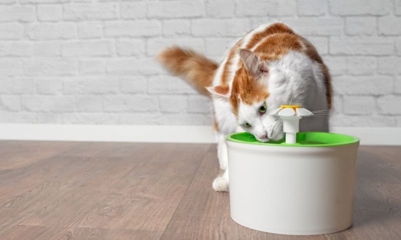 Cato laranja e branco bebendo de uma fonte de água | Como identificar (e tratar) a desidratação em gatos