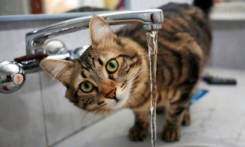 tabby cat standing by a running tap | How to Spot (and Treat) Dehydration in Cats