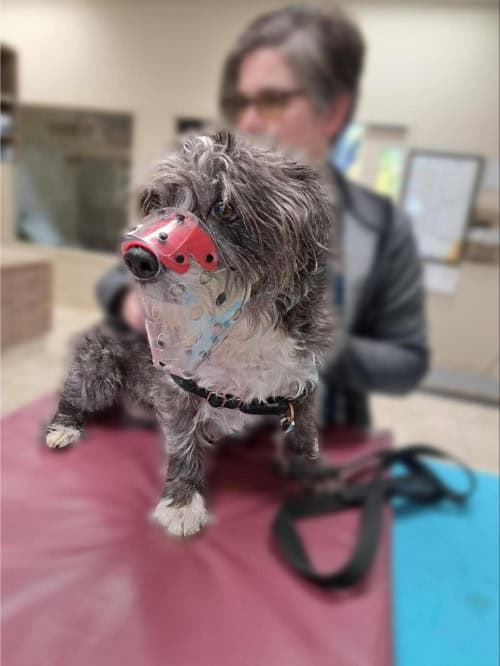 cachorro sendo arrumado enquanto usava um focinho | Devo usar um focinho de cachorro para cuidar?