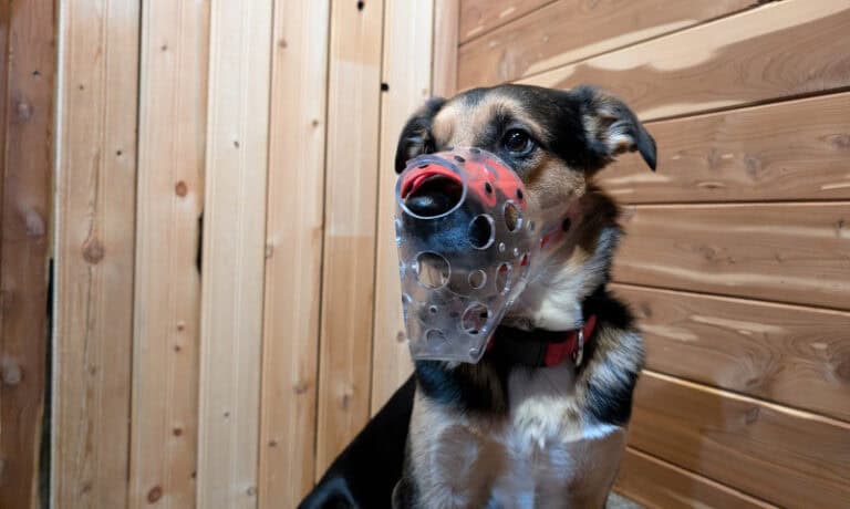 dog wearing a vinyl muzzle | Should I Use a Dog Muzzle for Grooming?