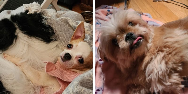 Colagem de três cães, incluindo dois abraçados e um pequeno cachorro marrom | 5 vantagens de promover um cachorro