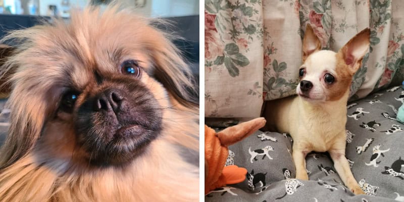 Colagem mostrando um pequeno cachorro marrom e um chihuahua branco e marrom | 5 vantagens de promover um cachorro