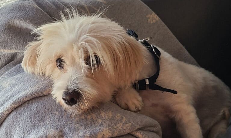 small white dog lying on a blanket | 5 Perks of Fostering a Dog