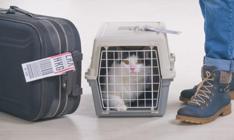 cat in a carrier on the floor next to a person and a luggage bag | Flying with Cats: The Ultimate Guide for Pet Parents