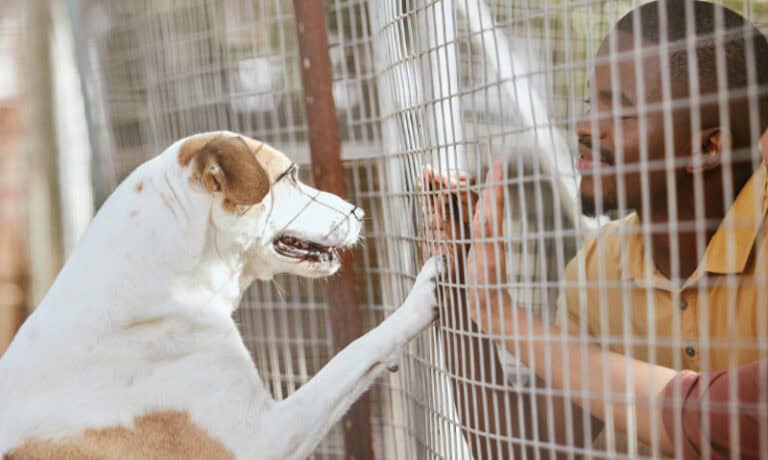 man and dog interacting through the walls of a cage | 10 Questions to Ask Before Adopting a Rescue Pet