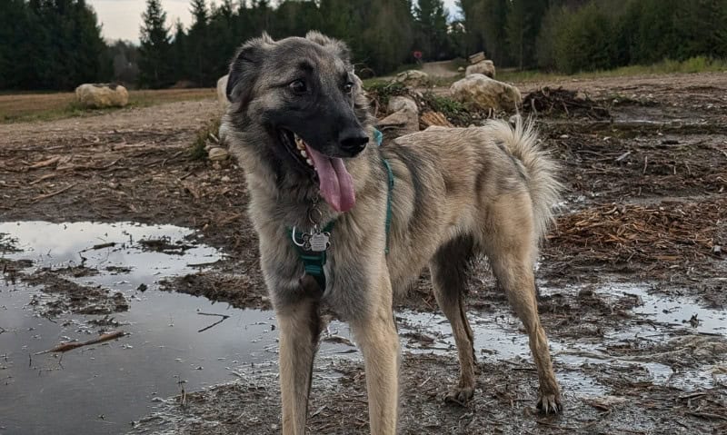 Cão de pastor da Anatólia em pé na lama | Chuva da primavera e patas lamacentas: mantendo sua casa limpa nesta primavera