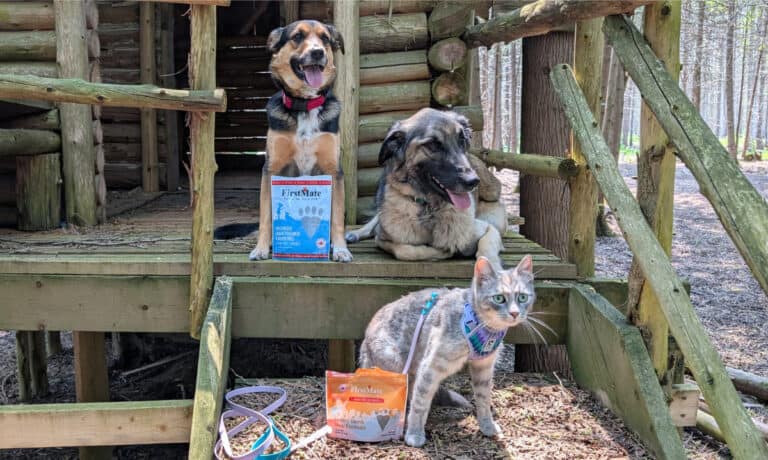 two dogs and a cat sitting on a wooden porch with bags of pet treats | Made in Canada: Our Favourite Canadian Dog & Cat Treats