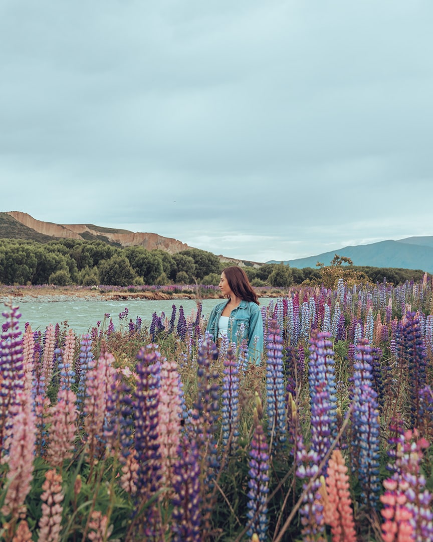 A girl standing in the middle of a field of pink and purple lupins. There is a turquoise river flowing behind her and mountains. New Zealand South Island in spring