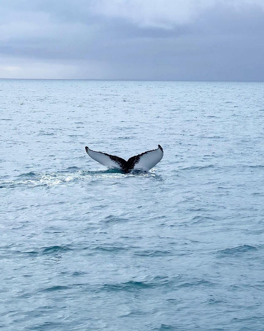 Special Tours Whale Watching Reykjavik: Responsible Tour Review