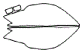 Subaru Ascent Headlamp and Fog Lamp Kit