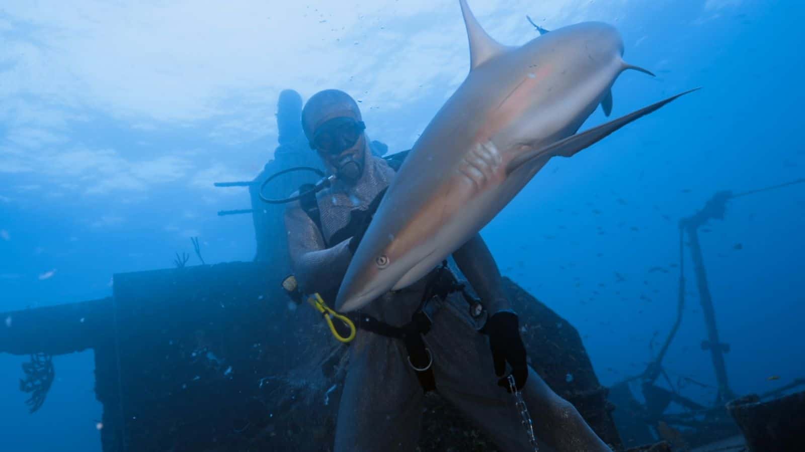 Shark Week