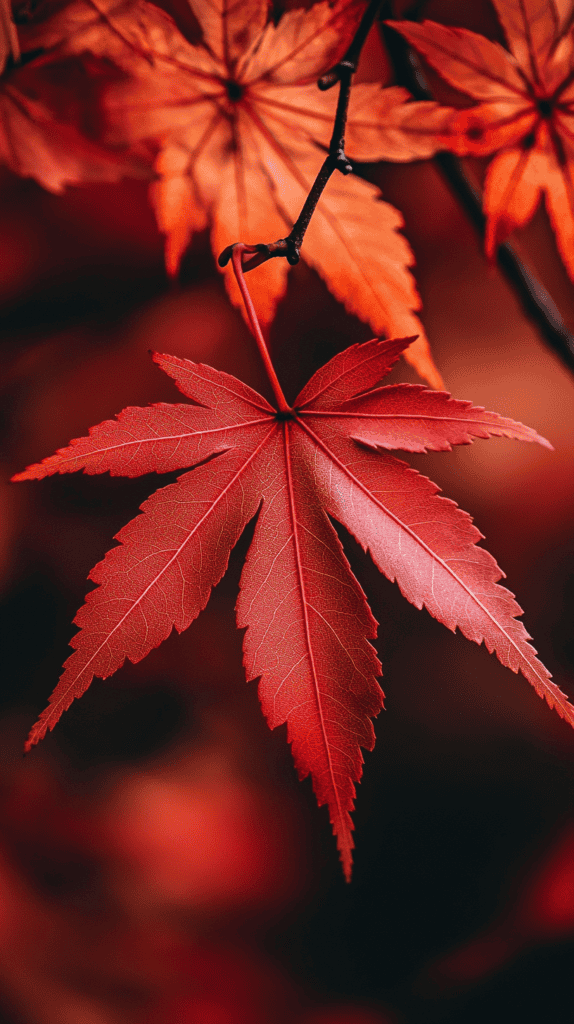 20 Japanese Wallpaper Backgrounds for a Stunning Phone Screen 29 Beautiful Japanese Maple Leaves in Autumn 2
