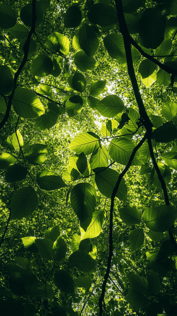 Forest Canopy Bliss 2