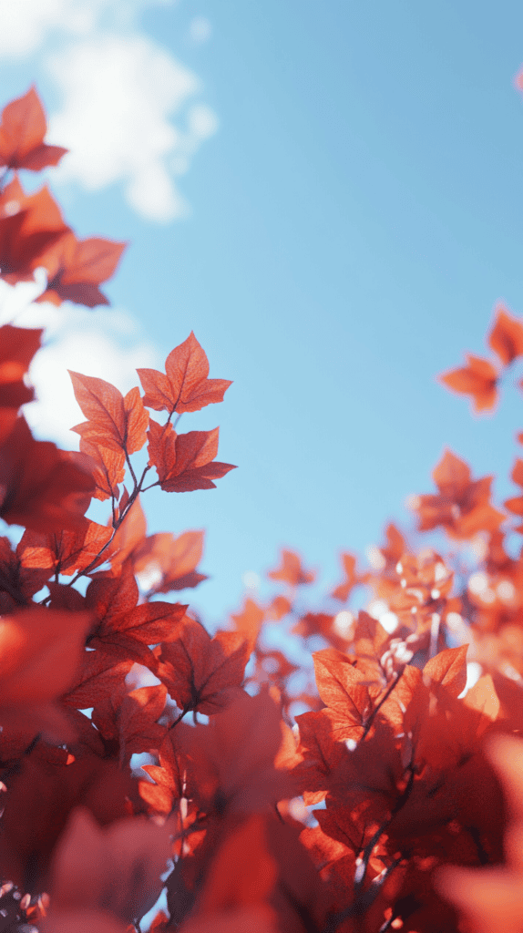 The Most Gorgeous Red Wallpapers Ever—And They're Free! 39 Red Maple Leaves Against A Clear Sky