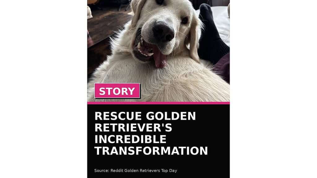 rescue golden retriever s incredible transformation wp featured