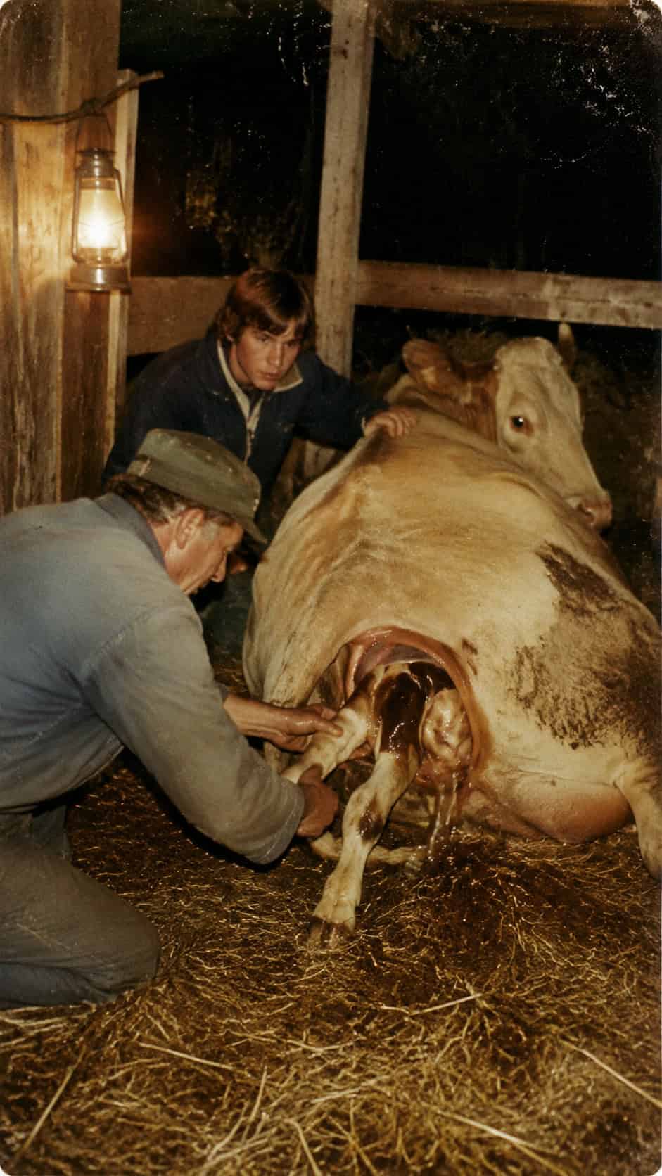 28 Things Every Farm Kid Could Do That City Kids Can't Imagine 25 Pulling Calves with a Come-Along or Calf Puller