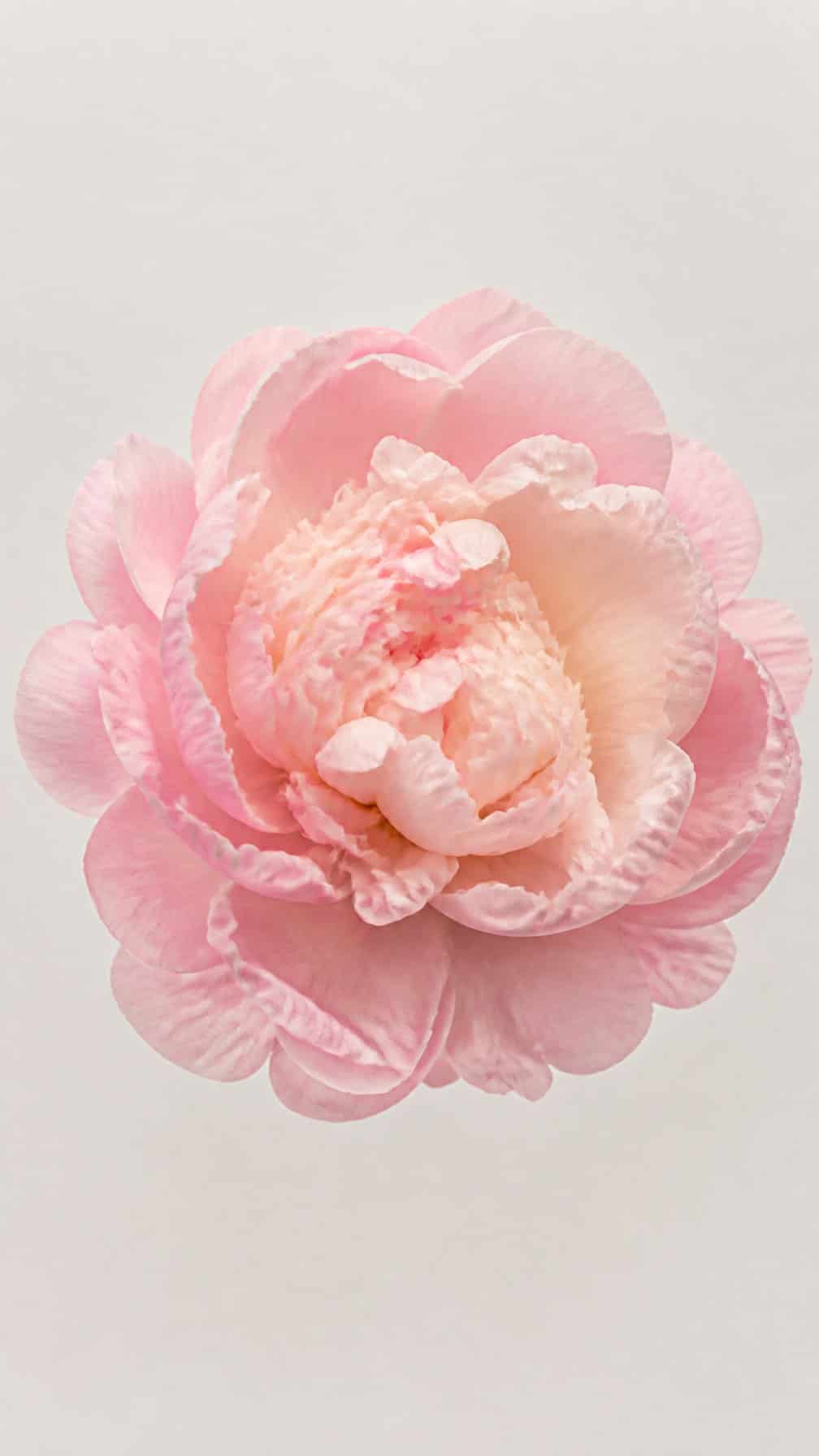 A single pink peony with many layered petals on a light neutral background.