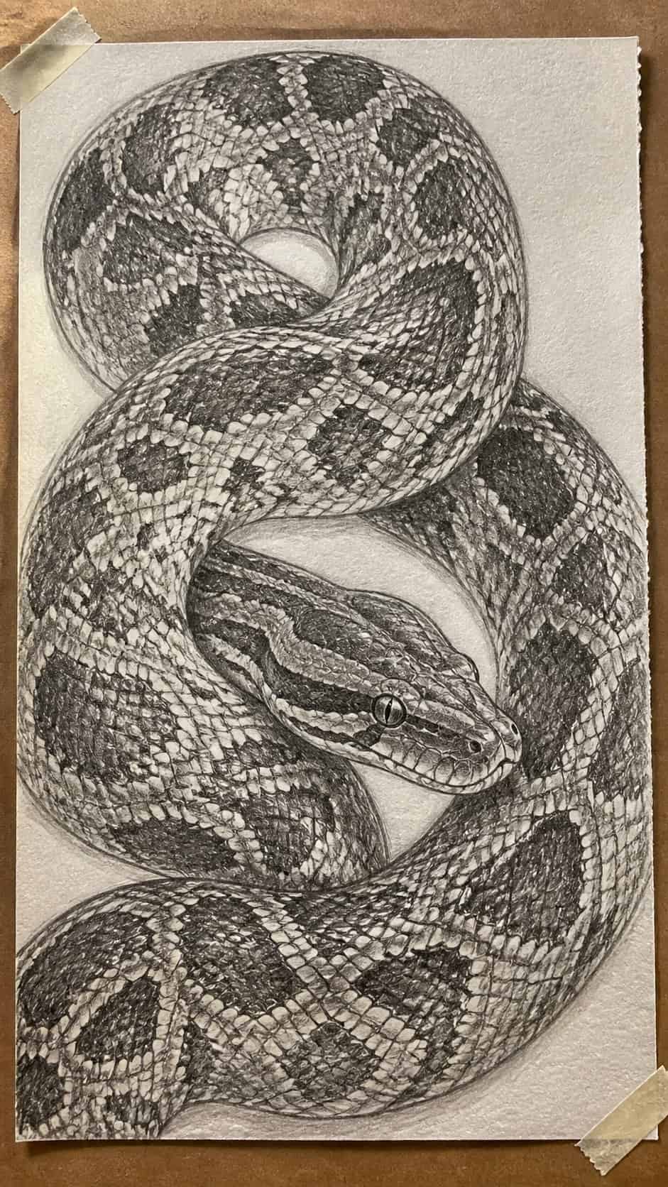 Hand-drawn detailed python pattern in graphite drawing on textured paper, shown in a close overhead crop — study 1