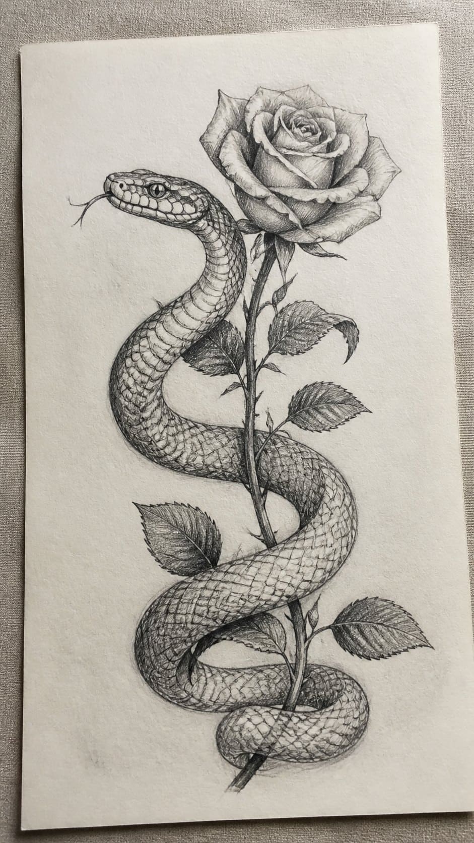 Hand-drawn snake with a rose in graphite drawing on textured paper, shown in a slightly off-center overhead composition, like an — study 1