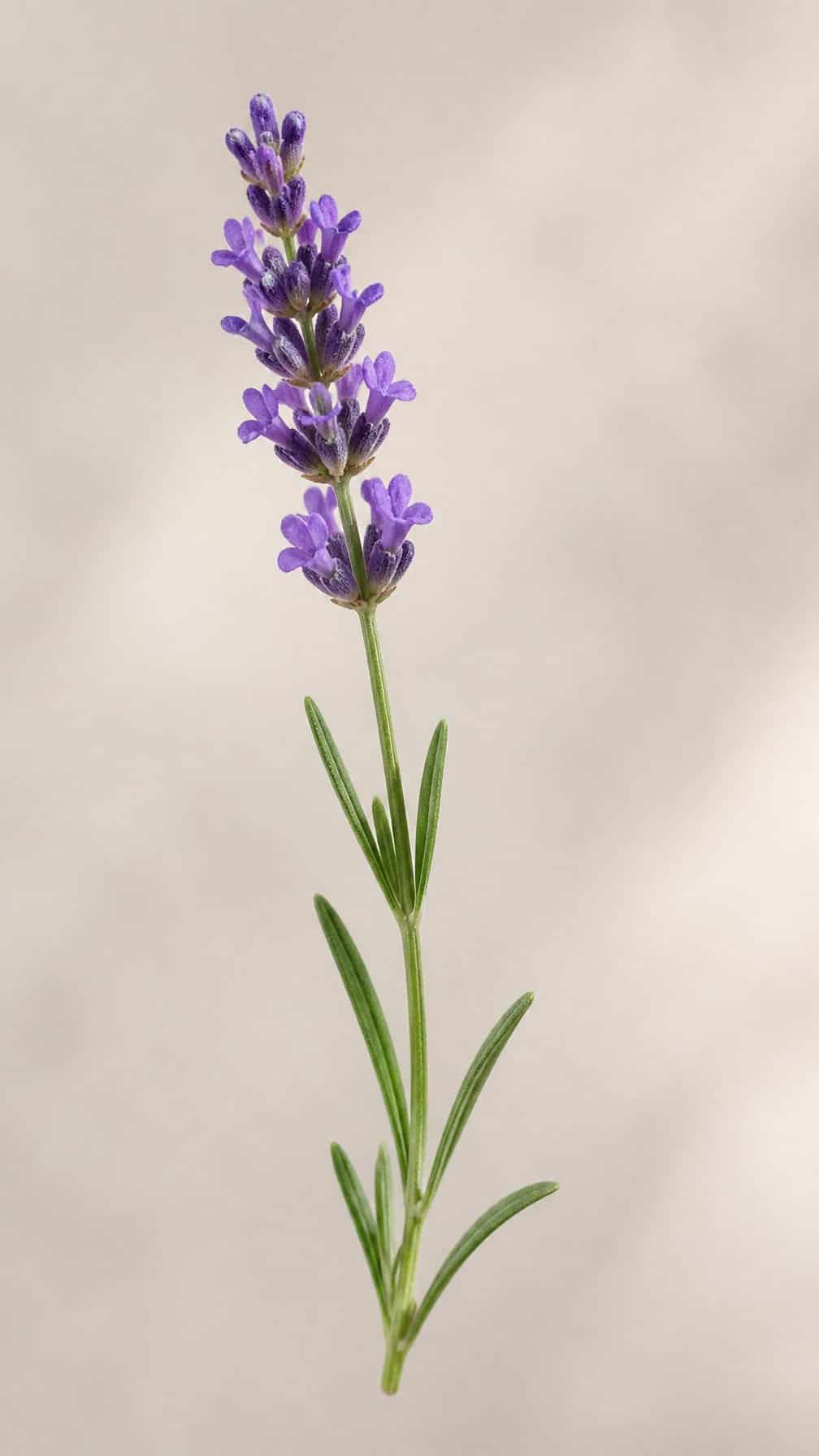 A single lavender sprig with purple flowers and green leaves on a neutral background.