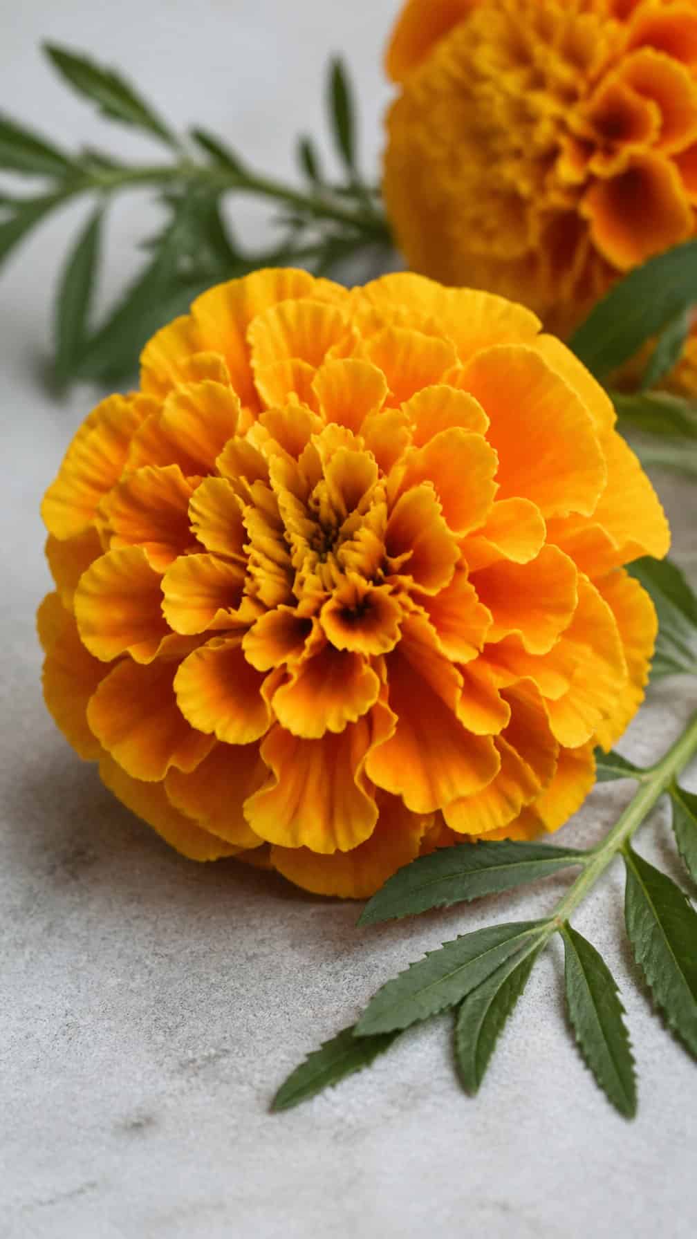 A detailed golden-orange marigold in bloom with green leaves and a softly blurred flower in the background.
