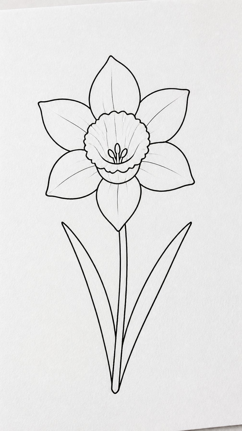 A simple outlined daffodil with curved petals, a slender stem, and two leaves on white paper.